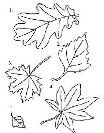 Листья кленалуьаберезы