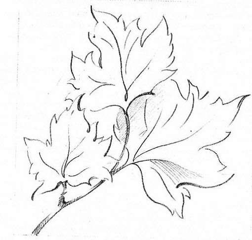 Букет листьев карандашом