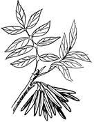 Лист ясеня ветка каштана