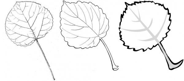 Контур листьев осины