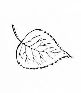 Лист березы шаблон