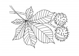 Каштан контур дерево