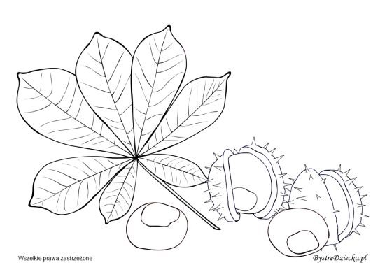 Каштан раскраска