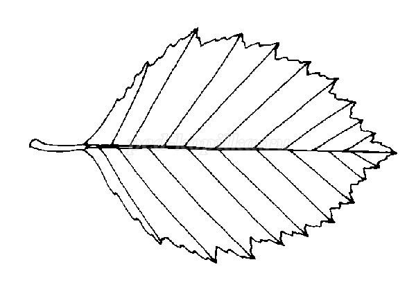 Лист ольхи трафарет