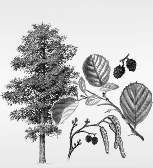 Ольха Ботанический атлас