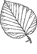 Лист ольхи рисунок