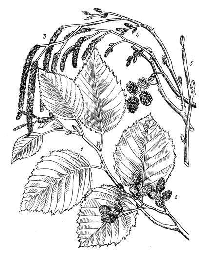 Раскраски лист ольхи (38 фото)