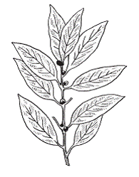 Лавровый лист раскраска