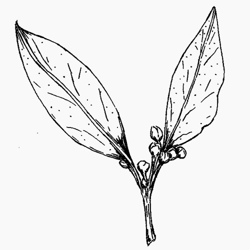 Лавровый лист