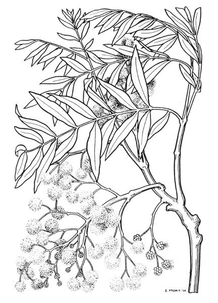 Акация дерево