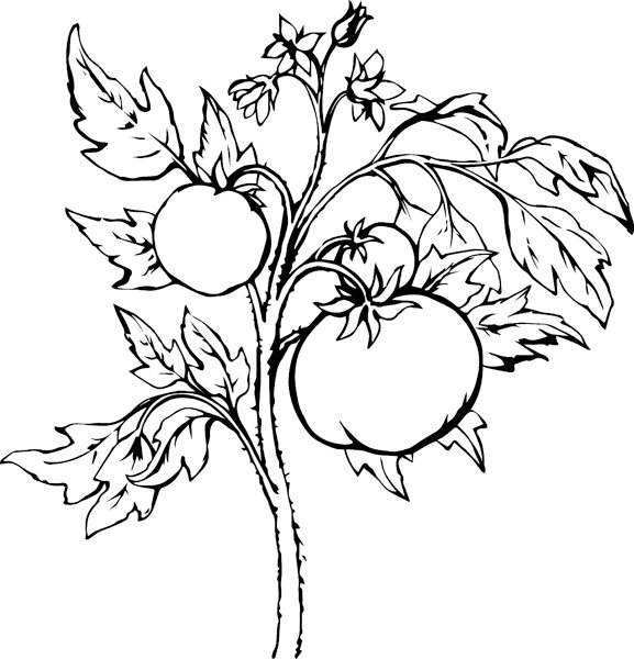 Куст помидора раскраска