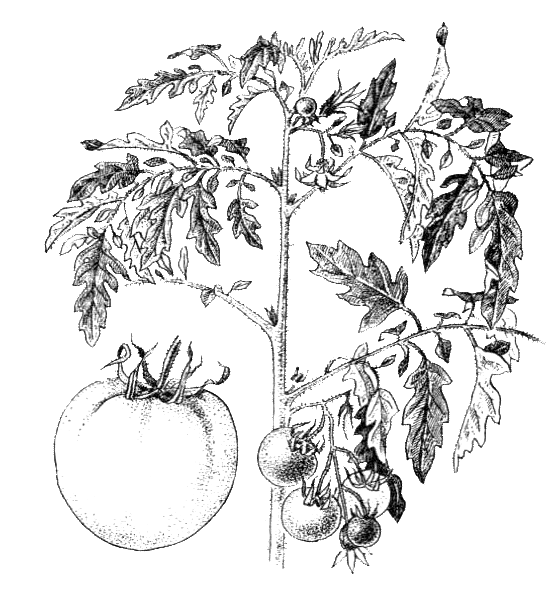 Ботаника томат Пасленовые