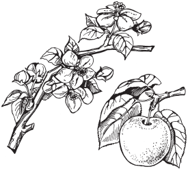 Раскраска яблоки на ветке