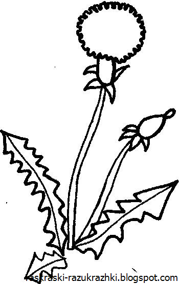 Раскраска одуванчика для детей 3-4