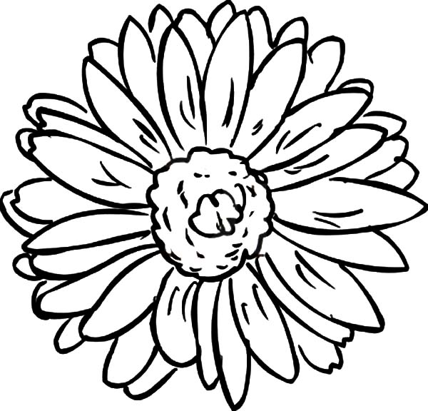 Раскраска цветов Астра