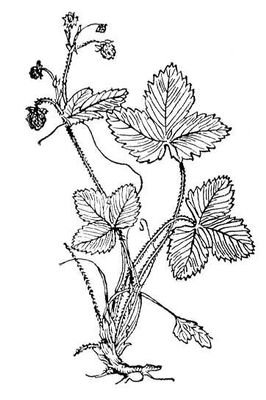 Листья земляники Лесной рисунок