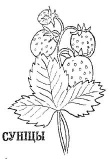 Раскраски листья земляники (34 фото)