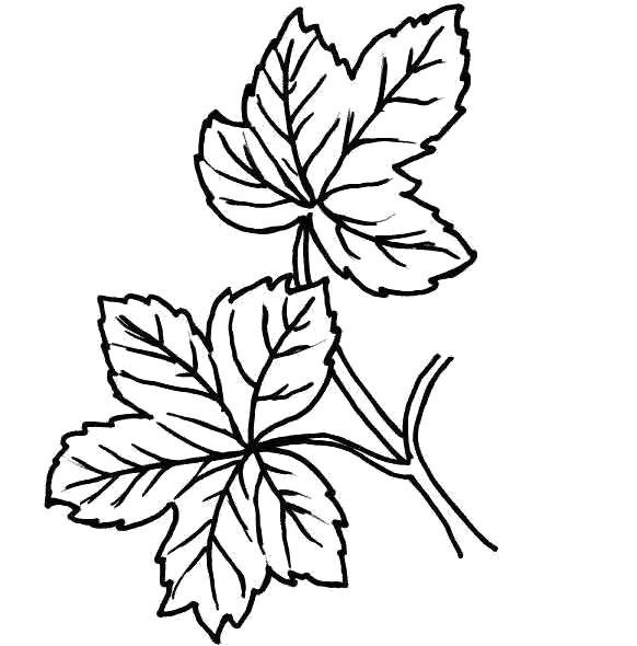 Лист малины трафарет