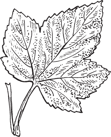 Лист смородины раскраска