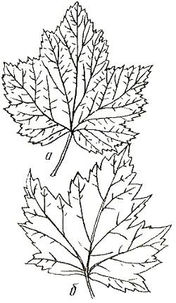 Раскраски лист смородины (34 фото)