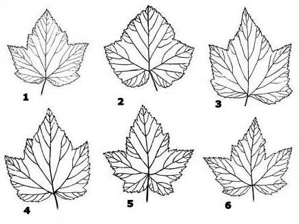 Лист смородины трафарет