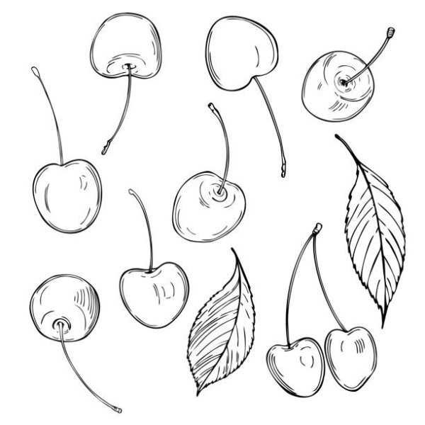 Вишня контур