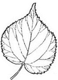 Лист липы форма листа