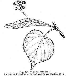 Липа мелколистная лист рисунок