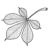 Лист каштана трафарет