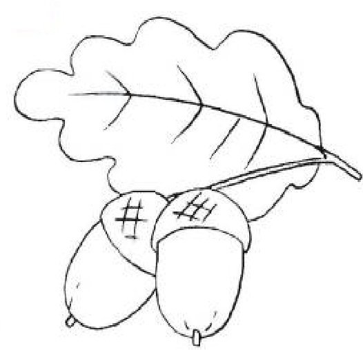 Желудь раскраска для детей