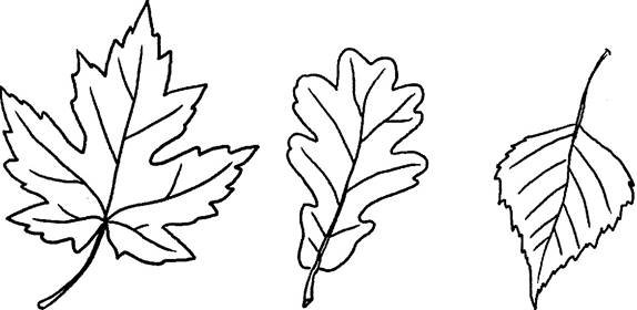 Трафарет листьев клена и дуба
