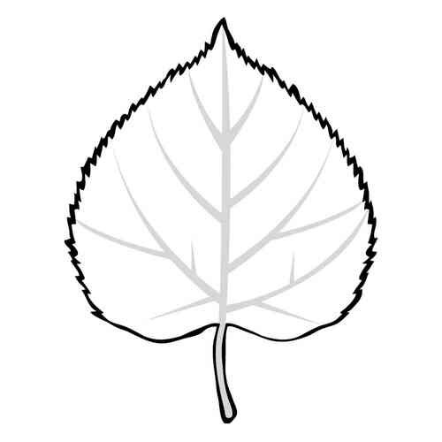 Раскраски осенние листья осины (39 фото)