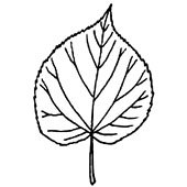 Лист липы раскраска