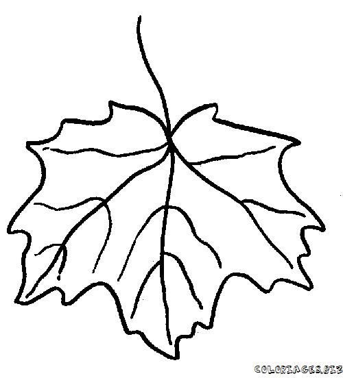 Кленовые листочки для раскрашивания малышам