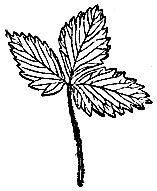 Лист клубники трафарет