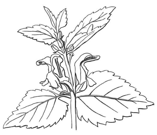 Крапива раскраска