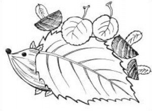 Раскраска природный материал