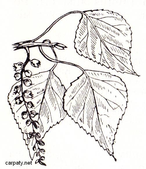 Листья тополя черно белые