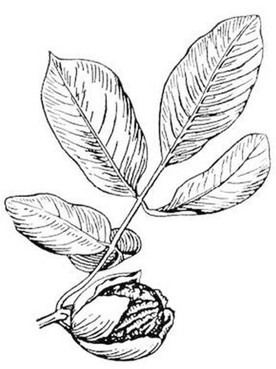 Листья грецкого ореха вектор