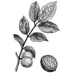 Грецкий орех дерево