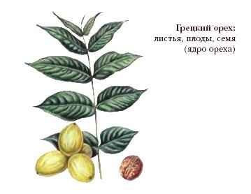 Лист грецкогог орехарисунок