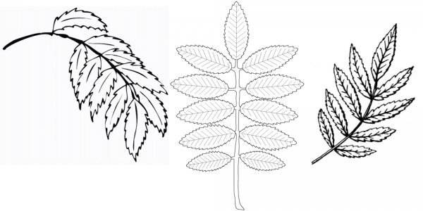 Рябиновый лист трафарет