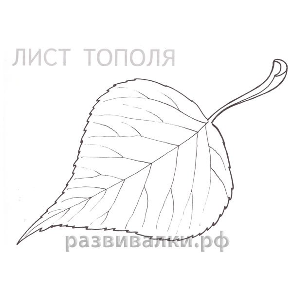 Лист тополя раскраска