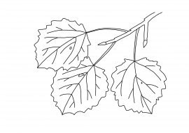 Ветка с листочками раскраска