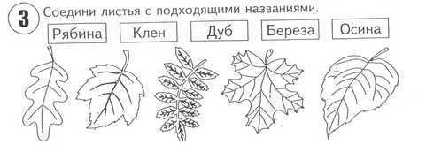 Задание с какого дерева лист