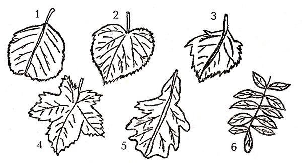 Листья березы дуба рябины клена для печати