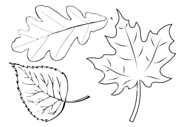 Лист клена и дуба трафарет