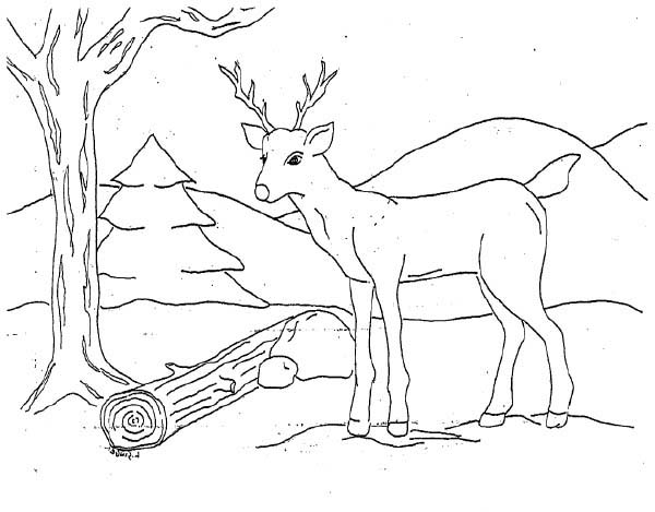 Раскраска олень в лесу