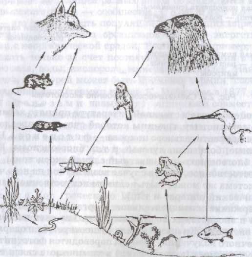 Нити невидимые пищевая цепочка