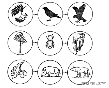 Цепи питания раскраска